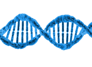 DNA Can be Read Either Forwards or Backwards bacterial DNA read backward forward bidirectional