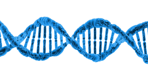 bacterial DNA read backward forward bidirectional
