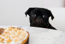 Postul intermitent sau hrănirea limitată în timp (TRF) are efecte negative semnificative asupra hormonilor Hormonii de hrănire restricționată în timp de post intermitent (TRF).