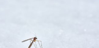 आनुवंशिक रूप से संशोधित जीएम मच्छर मच्छर जनित रोगों का उन्मूलन