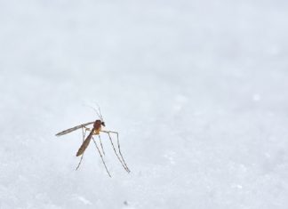 Genetically Modified GM Mosquitoes Eradication of Mosquito-Borne Diseases