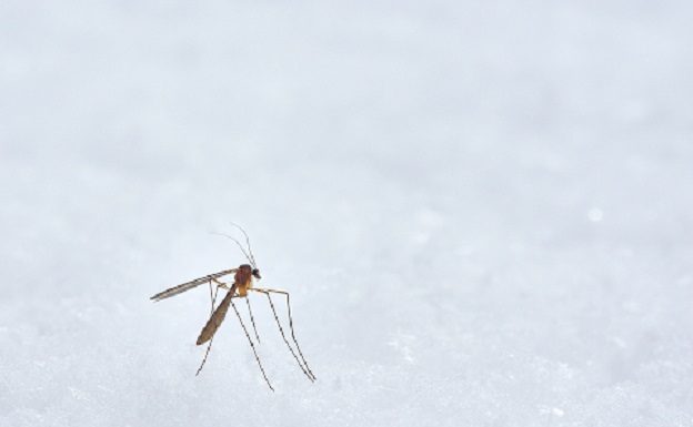 Genetisch gemodificeerde genetisch gemodificeerde muggen Uitroeiing van door muggen overgedragen ziekten