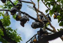 Origem COVID-19: pobres morcegos não podem provar sua inocência Pontos de acesso de morcegos de origem COVID-19