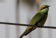 Merops orientalis: albinerul verde asiatic Merops orientalis Albinerul verde asiatic