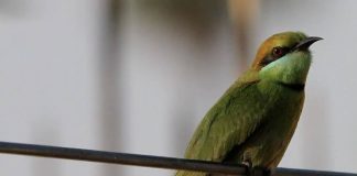 Merops orientalis Abejaruco verde asiático