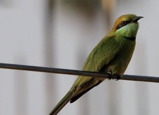 Merops orientalis Asian green bee-eater
