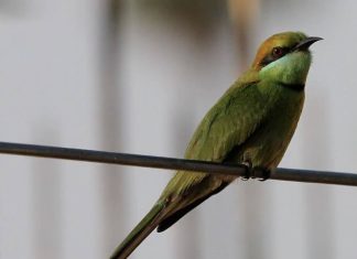 Merops orientalis: abejaruco verde asiático Merops orientalis Abejaruco verde asiático