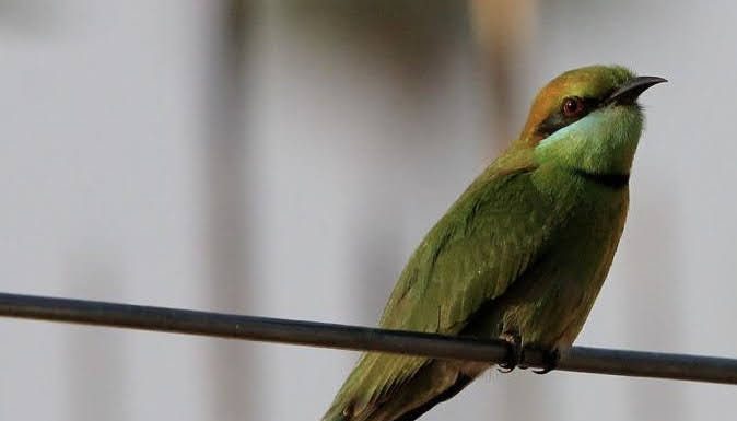 Merops orientalis Asian green bee-eater