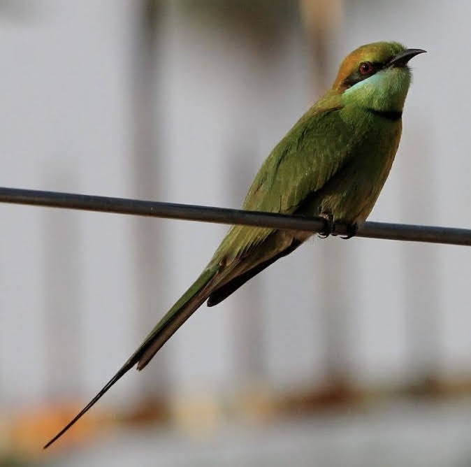 Merops orientalis Abejaruco verde asiático