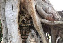 Ficus Religiosa: Wakati Mizizi Inavamia Kuhifadhi Ficus ya kidini
