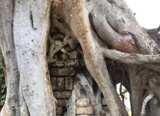 ఫికస్ రెలిజియోసా: సంరక్షించడానికి వేర్లు దాడి చేసినప్పుడు ఫికస్ రిలిజియోసా