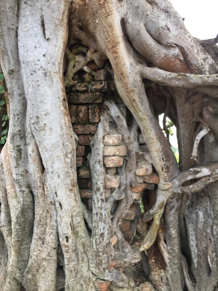 Racines Ficus religieux