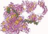 Pan-coronavirusvaccins RNA Polymerase Vaccine Target