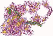 “Pan-coronavirus” vaccines: RNA Polymerase Emerges as a Vaccine Target Pan-coronavirus vaccines RNA Polymerase Vaccine Target