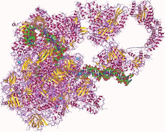 Панкоронавирусные вакцины РНК-полимеразная вакцина Мишень