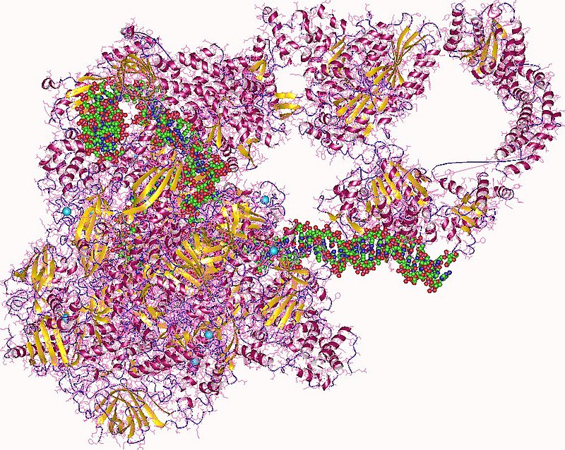Vaccini pan-coronavirus Target del vaccino RNA polimerasi