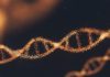 LZTFL1 Hoog risico COVID-19 gen gemeenschappelijk voor Zuid-Aziaten
