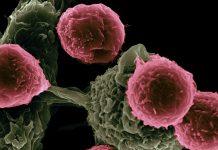 Sotrovimab 在英国的批准:一种有效对抗 Omicron 的单克隆抗体,也可能适用于未来的变体 Sotrovimab 在英国的批准:一种有效对抗 Omicron 的单克隆抗体,也可能适用于未来的变体