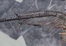 Natuklasan ang Pinakamalaking Ichthyosaur (Sea Dragon) Fossil ng Britain ichthyosaur Sea Dragon Fossil