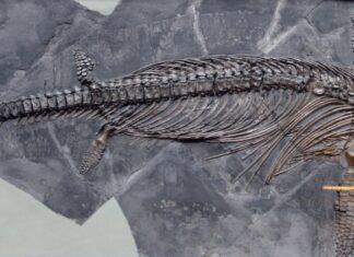 බ්රිතාන්යයේ විශාලතම Ichthyosaur (මුහුදු මකරා) ෆොසිලය සොයා ගැනේ ichthyosaur මුහුදු මකර පොසිල