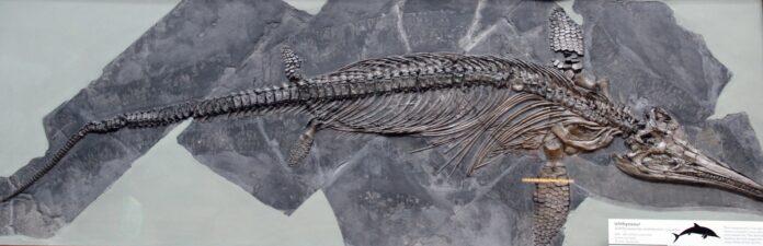 Fósil de dragón marino de ictiosaurio