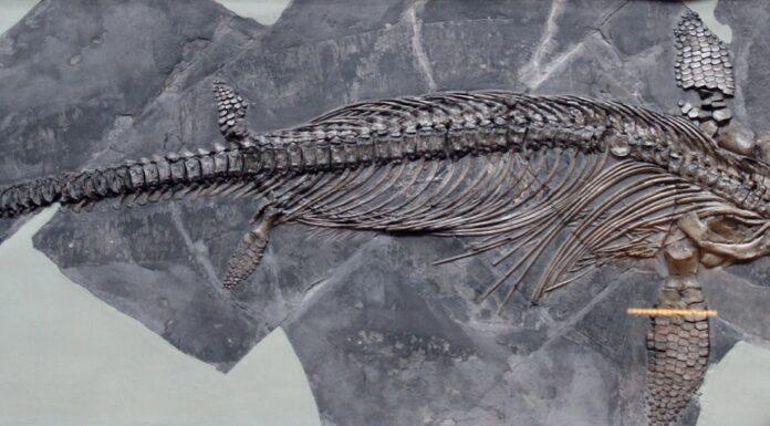 Ihtiozaurs Jūras pūķa fosilija