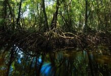 Thiomargarita magnifica:挑战原核生物理念的最大细菌 Thiomargarita magnifica:挑战原核生物理念的最大细菌