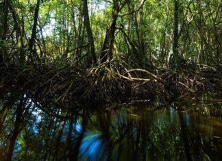 Thiomargarita magnifica: самая большая бактерия, бросающая вызов идее прокариот Thiomargarita magnifica: самая большая бактерия, бросающая вызов идее прокариот