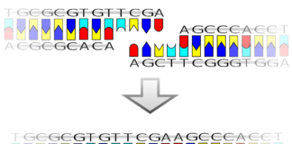 Ontdekking van een nieuw menselijk eiwit dat functioneert als RNA-ligase: eerste rapport van een dergelijk eiwit in hogere eukaryoten