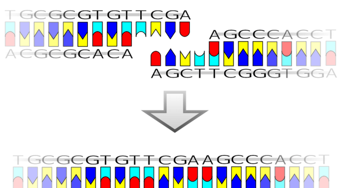 Descubrimiento de una nueva proteína humana que funciona como ARN ligasa: primer informe de dicha proteína en eucariotas superiores