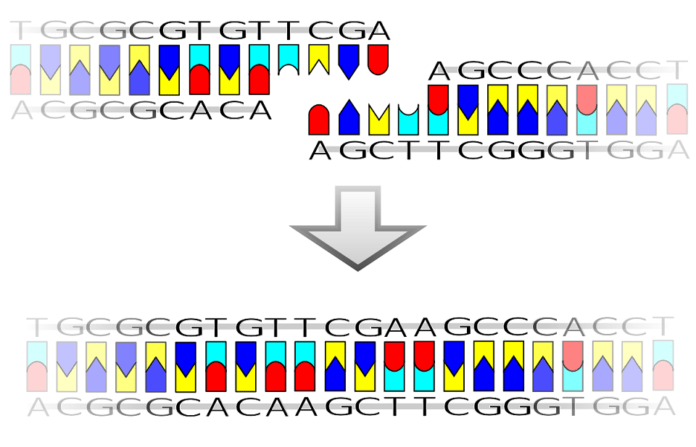 Découverte d'une nouvelle protéine humaine qui fonctionne comme ARN ligase : premier rapport d'une telle protéine chez les eucaryotes supérieurs