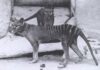 Thylacine (tigre de Tasmanie) éteint sera ressuscité