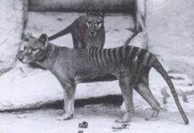 Extinct Thylacine (Tasmanian tiger) to be Resurrected Extinct Thylacine (Tasmanian tiger) to be Resurrected