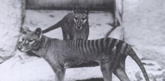 Estinto Thylacine (tigre della Tasmania) per essere resuscitato