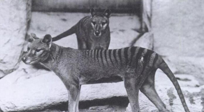 Uitgestorwe Thylacine (Tasmaniese tier) om opgewek te word