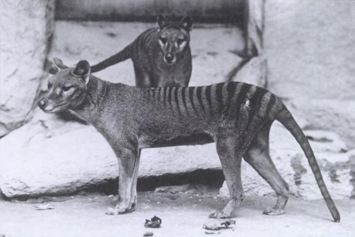 Uitgestorven thylacine (Tasmaanse tijger) wordt herrezen