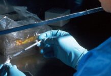 დაიწყებს თუ არა სინთეზური ემბრიონები ხელოვნური ორგანოების ეპოქას? დაიწყებს თუ არა სინთეზური ემბრიონები ხელოვნური ორგანოების ეპოქას?