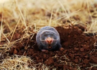 Le nouveau virus Langya (LayV) identifié en Chine Le nouveau virus Langya (LayV) identifié en Chine