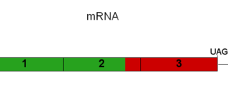 Self-amplifying mRNAs (saRNAs): The Next Generation RNA Platform for Vaccines