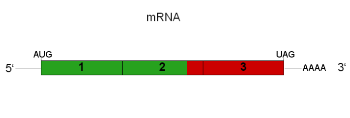 自扩增 mRNA (saRNA)：下一代疫苗 RNA 平台