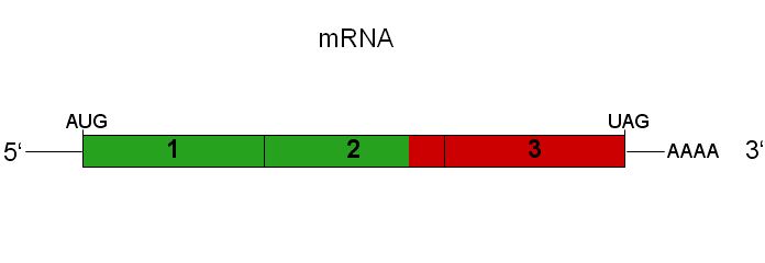 Pašpastiprinošās mRNS (saRNS): nākamās paaudzes RNS platforma vakcīnām