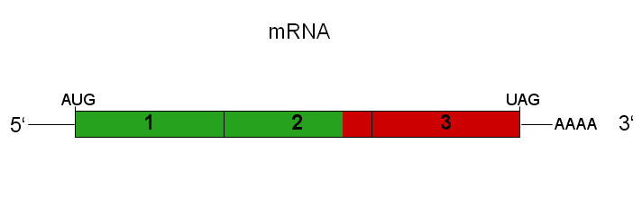 Self-amplifying mRNAs (saRNAs): The Next Generation RNA Platform for Vaccines