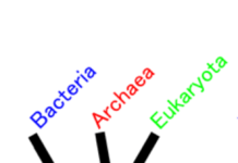 Eukaryotes: Ferhaal fan har archeale foarâlden Eukaryoten: Ferhaal fan har Archaeal Ancestry