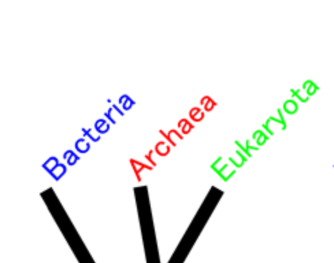 Eucariotas: historia de su ascendencia arqueológica