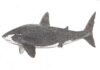 मेगाएथ शार्क