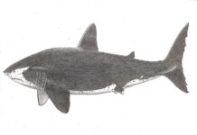 Megatooth Sharks: Thermophysiology tispjega kemm l-Evoluzzjoni kif ukoll l-Estinzjoni tagħha Kelb il-baħar Megateeth