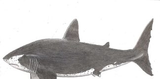 Megatanden haai