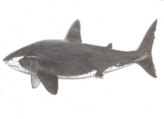 Megateeth shark