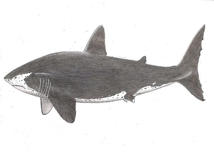 Megateeth shark