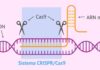 सीआरआईएसपीआर - कैस सिस्टम जीन जीनोम संपादन